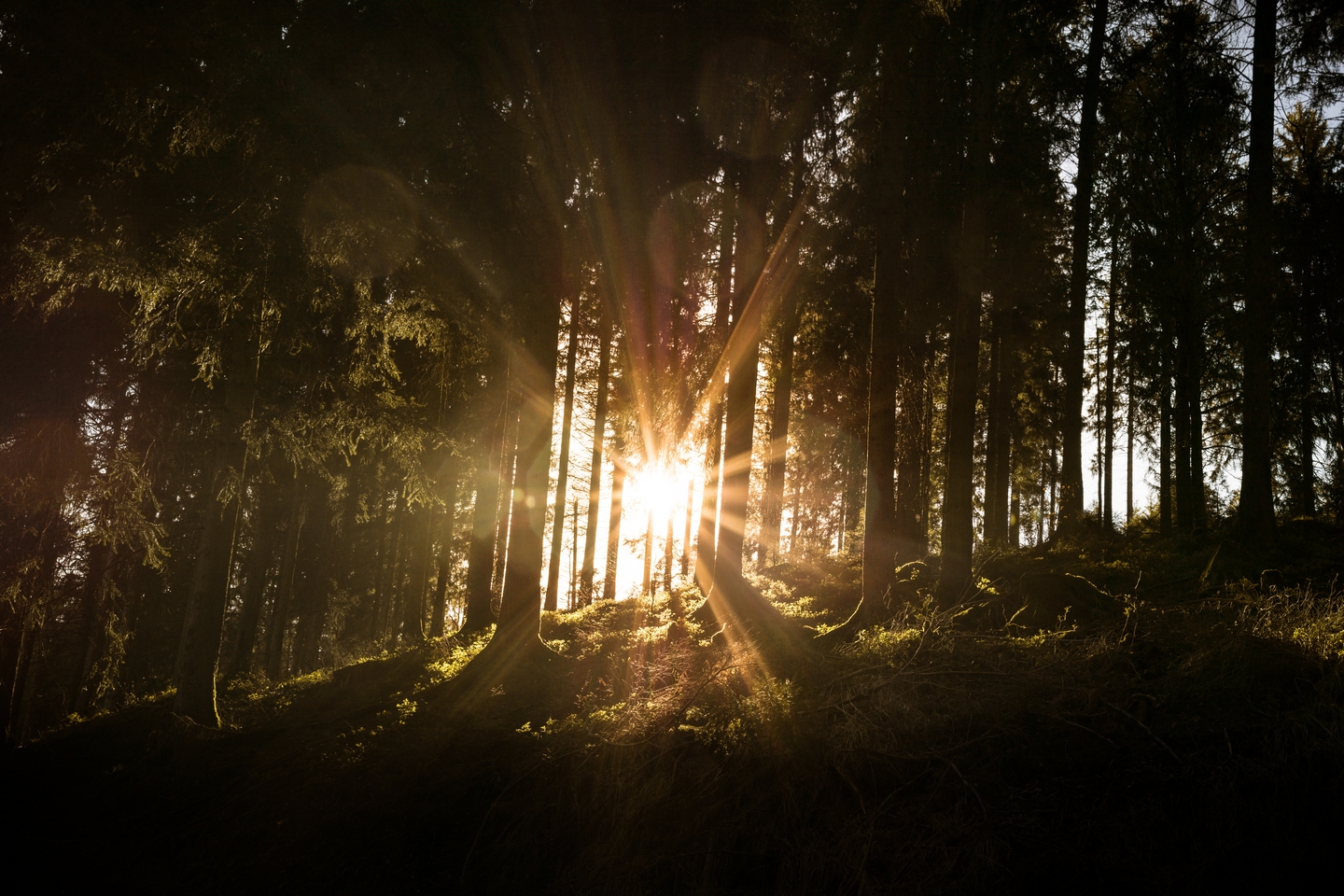 Nationalpark - Sonne