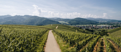 Badische Weinstraße © Chris Keller / STG